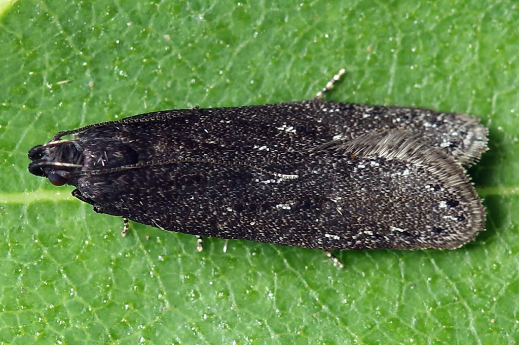 Neofaculta infernella