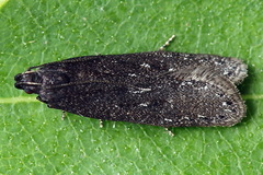Neofaculta infernella