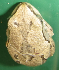 Hyperolius parallelus