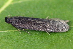 Neofaculta infernella