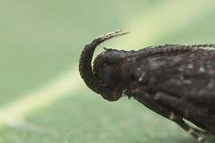 Neofaculta infernella