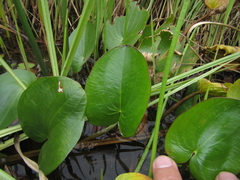 Image of Caldesia parnassifolia