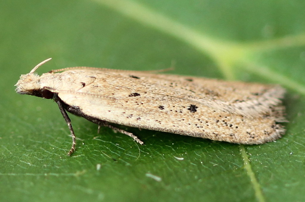 Nothris