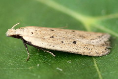 Nothris verbascella