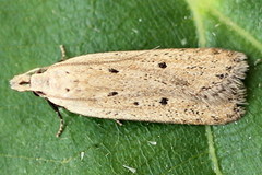 Nothris verbascella