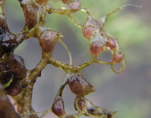 Image of Utricularia reflexa by (c) Robert Taylor, some rights reserved (CC BY)
