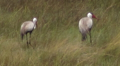 Bugeranus carunculatus