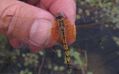 Trithemis monardi
