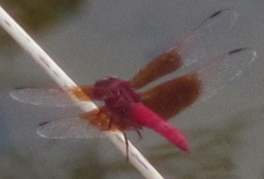 Brachythemis lacustris
