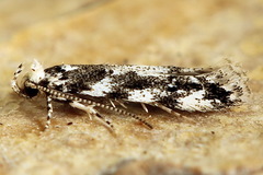 Parachronistis albiceps