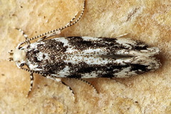 Parachronistis albiceps