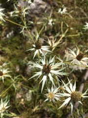 Eryngium heterophyllum