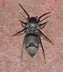 Mexcala elegans