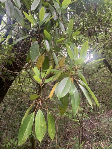 Daphniphyllum teijsmannii, photograph 6