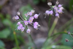Allium allegheniense