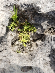 Selaginella eclipes image