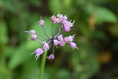 Allium allegheniense