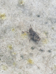 Paratettix mexicanus