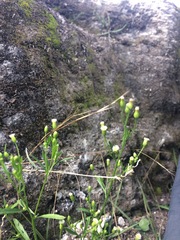 Symphyotrichum expansum