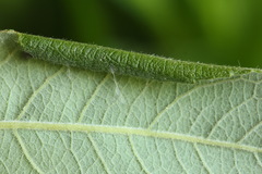 Psoricoptera gibbosella