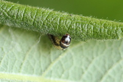 Psoricoptera gibbosella