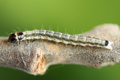 Psoricoptera gibbosella