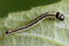 Psoricoptera gibbosella