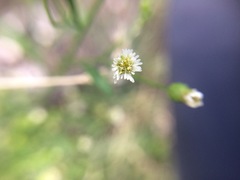 Symphyotrichum expansum