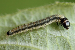 Psoricoptera gibbosella