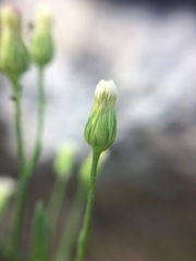 Symphyotrichum expansum