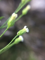 Symphyotrichum expansum