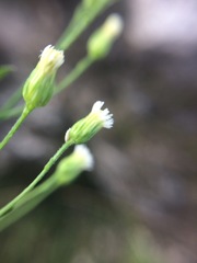 Symphyotrichum expansum