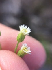 Symphyotrichum expansum