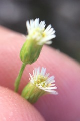 Symphyotrichum expansum