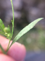 Symphyotrichum expansum