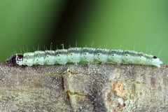 Psoricoptera gibbosella