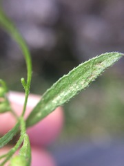 Symphyotrichum expansum