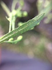 Symphyotrichum expansum