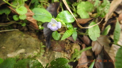 Bonnaya ruelloides