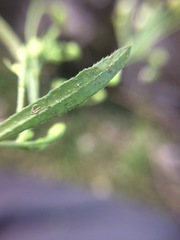 Symphyotrichum expansum