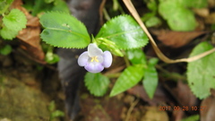 Bonnaya ruelloides