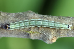 Psoricoptera gibbosella
