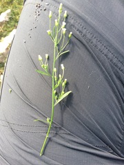 Symphyotrichum expansum