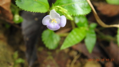 Bonnaya ruelloides