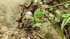 Bonnaya ruelloides