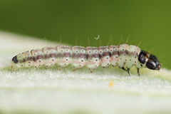 Psoricoptera gibbosella