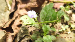 Bonnaya ruelloides