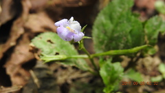 Bonnaya ruelloides