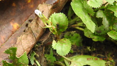 Bonnaya ruelloides
