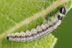Psoricoptera gibbosella